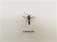 藏品(寄生蜂)的圖片